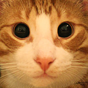 Cat's Big Eyes 