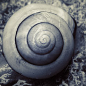 Snail on the Sidewalk